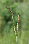 Eastern gamagrass